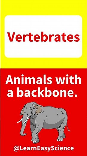 What are VERTEBRATES? 🤔 | Easy vertebrates explanation & example