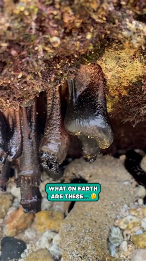 These are the strangest sea creatures ever 😮🤔 #sea | Furry Tails