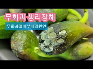 무화과생리장해 무화과병충해 무화과병해충 무화과부패의원인