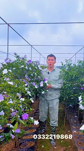 3.7K views · 32 reactions | Hoa nhài nhật cực đẹp ạ . Dòng hoa nở đẹp và rất thơm , mang lại phong thủy tốt phù hợp trồng sân vườn ạ. Anh chị cần mua xin gọi 0332219868 e Ngọc địa chỉ HN ạ #xuhuong #hoa #hoanhai #hoanhainhat #cayhoanhai #ngochoahong | Ngọc Hoa Hồng | Facebook