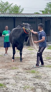 Ginet Holstein bull | Bull Barn Life