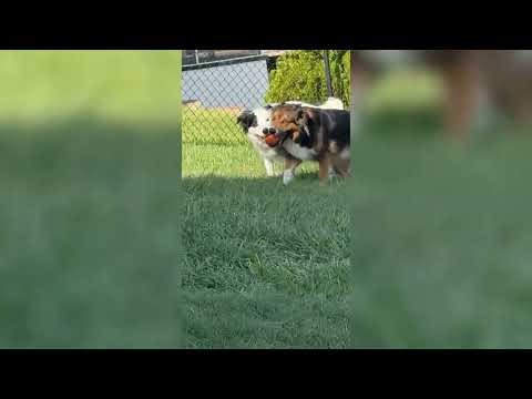 Dogs Play Fetch Together - 1687600