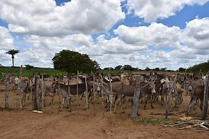 Brazil: hundreds of donkeys trapped on death farm