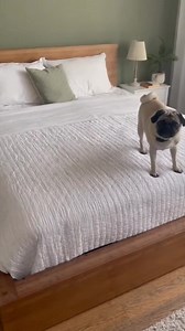 The pug is jumping onto the bed and then getting down again. Seeing this scene, I scolded the pug. #reelschallenge #puglife #police #pugpuppy #pug #puglia #animals # | Pug Worlds Mafia
