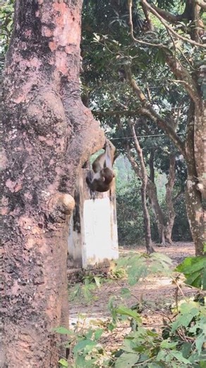 Monkey Playing Upside Down on a Tree Branch | Jungle Fun
