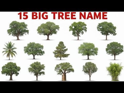 15 Big Tree Names for Kids | Learn Big Trees Name | Nature Learning Video