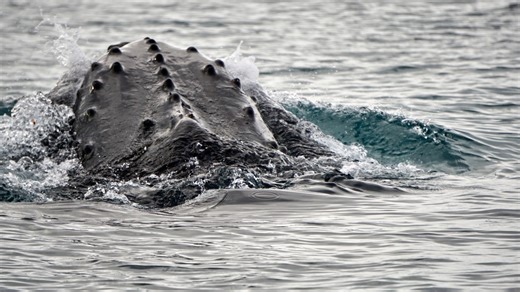 Scientists made a breakthrough in the study of whale sounds. Here's a look at the numbers