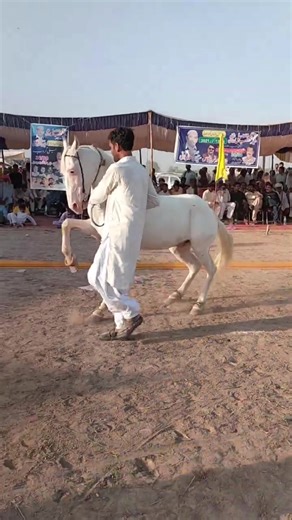 Ghora Nukra: A Heartwarming Horse Dance Experience