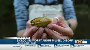What’s happening to the Clinch River mussel population?