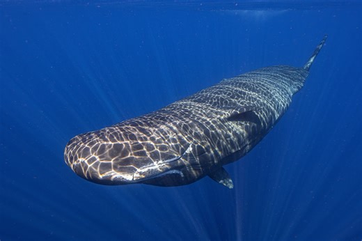 Scientists captured female sperm whales on video working together during a birth to protect the calf