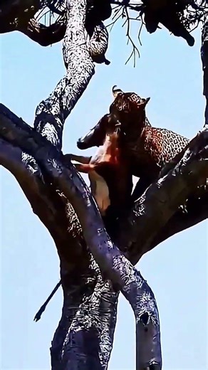 A Cheetah Climbed a Tree With Its Catch… Then One Fast Decision Changed Everything