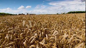 Beautiful cornfields ready for harvest