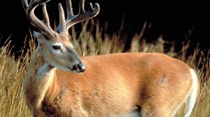 Chronic Wasting Disease confirmed in new areas of Tennessee