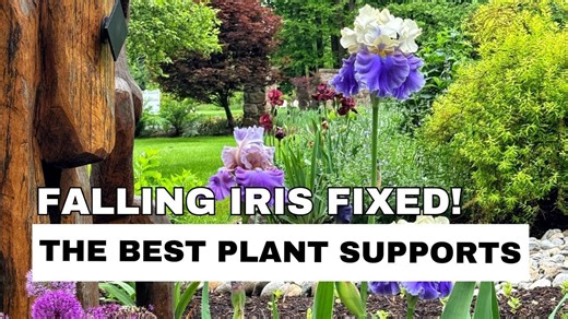 Quick Fix for Floppy Bearded Irises + My Go-To Plant Supports (For Irises & Peonies!)