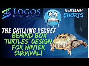 The 'Chilling' Secret behind box turtles' design for winter survival!