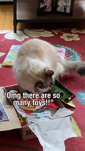88K views · 3.6K reactions | Catnip Pizza?!?! So many unique toys in every box! No Commitments. Cancel Anytime. Get started now! | KitNipBox | Facebook