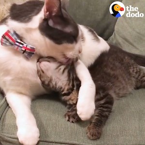 This cat is the world's best dad to his foster kittens — and he's working his magic on this "aggressive" one 😻 (via Dodo Impact) | The Dodo
