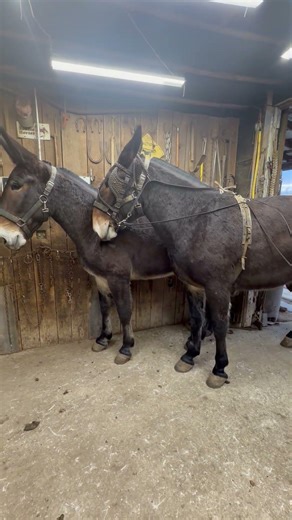 Training mules this evening one on one training line driving single