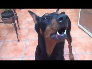 Anubis - angry Doberman