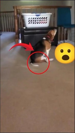 Dog Scooting Explained!"🐶🐕‍🦺🐕#shorts