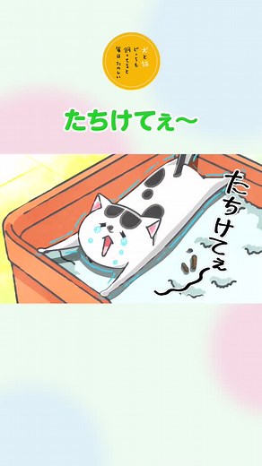 犬と猫どっちも飼ってると毎日たのしい 動画