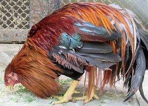 Tori vs. Niwatori vs. Toriniku: Meaning in Japanese - Recommendation of Unique Japanese Products and Culture