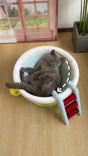 This Teacup Cat Scratcher Bed Is Too Cute! ☕🐱Scratch, Nap & Relax!#TeacupCatBed#CatScratcher#CatBed