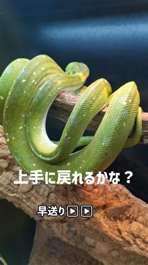 最近グリーンパイソンの投稿が多いのは、デカいケージに移してから改めてこのヘビの良さに気づいたからです！ #グリーンパイソン #greenpython #爬虫類