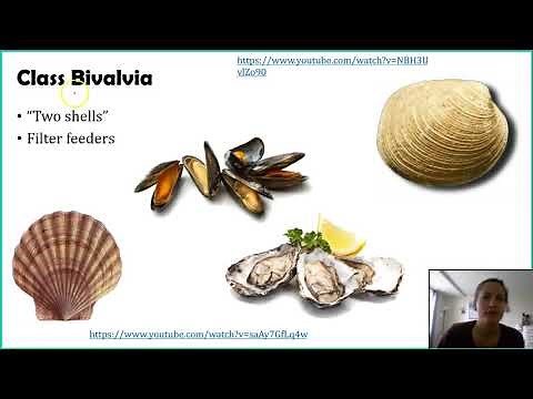 Phylum Mollusca - Part 1