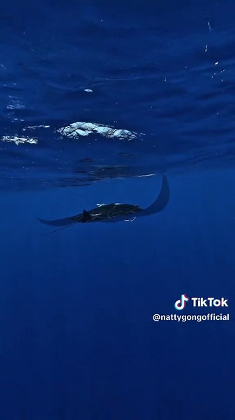 Encountering the Giant Oceanic Manta Ray