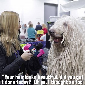 73K views · 313 reactions | Dog or mop? 樂 Watch Chauncey tomorrow on the National Dog Show at noon on NBC! | NBC Sports | Facebook