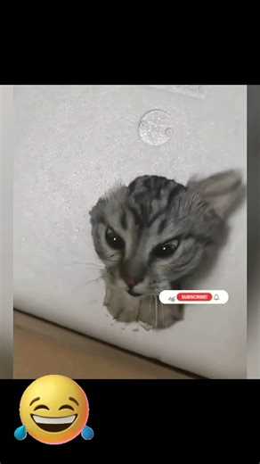 Funny cats and dogs comedy moment part 913 videos