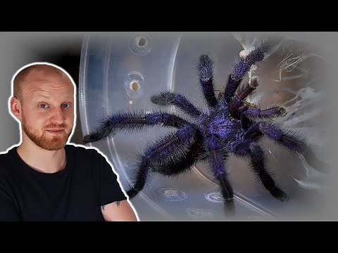 Avicularia purpurea Pairing! [Purple Pink Toe Tarantula]