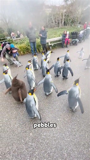 Penguins can't fly... but they're swimming champions! 🐧 #Penguin #AnimalFacts #FunFacts #CuteAnimals