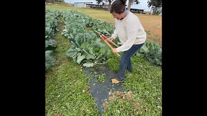 7.6K views · 96 reactions | 塞 Pick Your Own Collards! Come out...