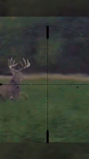 deer hunting best shot with bow #deerhunting #chasse #archery #deer #bowhunting #bucks #hunting