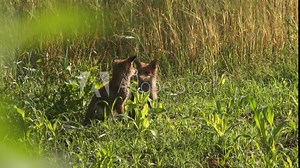 two jung foxes playing on a field in summer