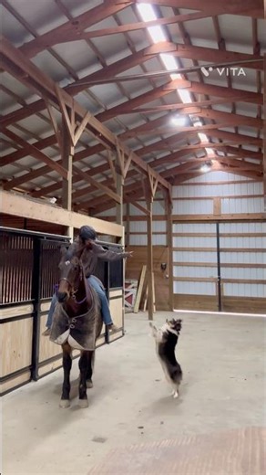 😂 #fypシ゚viral Horse#equestrian#funny#relatable#fypシ゚viral#Fun#halter#blanket#ride#winter#Weather