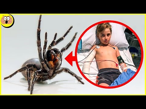 Les 10 Araignées les Plus Dangereuses d'Australie