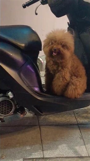 #cute Poodle on bike #poodle #dog #dogshorts #dog #ytshorts #shorts #viral #trending #viralshort