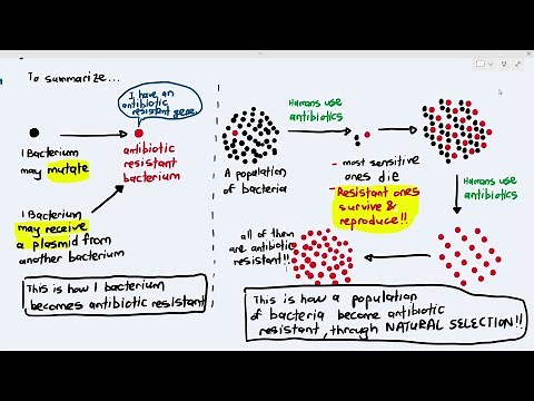 10-8 Antibiotic Resistance (Cambridge AS A Level Biology, 9700)