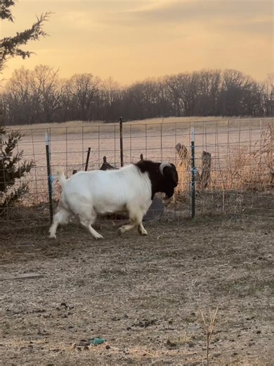 Meet Our Stunning Herd Sire at Rancho