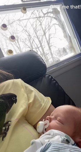 Feeding Baby Birds: A Parrot's Gentle Touch