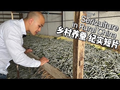 30,000 Silkworms! Short Documentary of Rural Sericulture in Zhenze