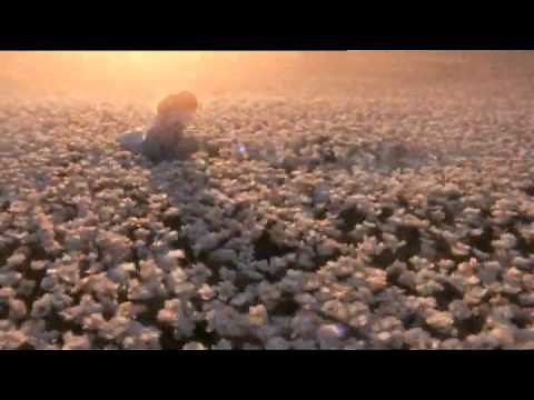 Flora by GUCCI perfume commercial