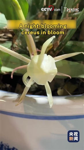 Have you ever been graced by the sight of a night-blooming cereus awakening? This elusive flower, the "Queen of the Night," unveils its beauty in a silent, awe-inspiring performance. Delicate, multi-layered petals slowly yield to the darkness, creating a fleeting yet unforgettable spectacle. #ChineseCulture #SeeChina #ChinainSeconds For more: https://english.cctv.com/ | CCTV