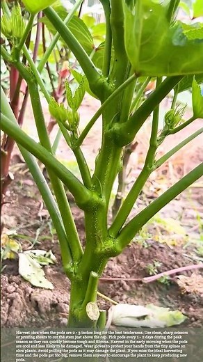 Harvesting Okra