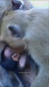 Baby monkey was kidnapped by a bad monkey, fortunately the mother ran to save the baby in time15 full video in first Comment ! | Monkey BC