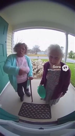 Why is there so much ducks? #ducks #grandma #many (FIRST POV)