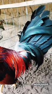 Gallos americanos en Perú | Criadero san juan